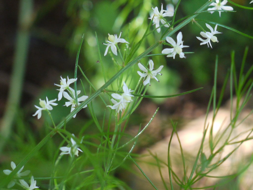 Benefits of Shatavari - Ayurvedic Medicine
